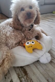 Dexter Loves Pokit Things :)
